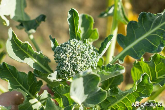 西兰花种植技术与方法(西兰花栽培技术)(3)