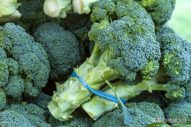 西兰花种植技术与方法(西兰花栽培技术)(9)