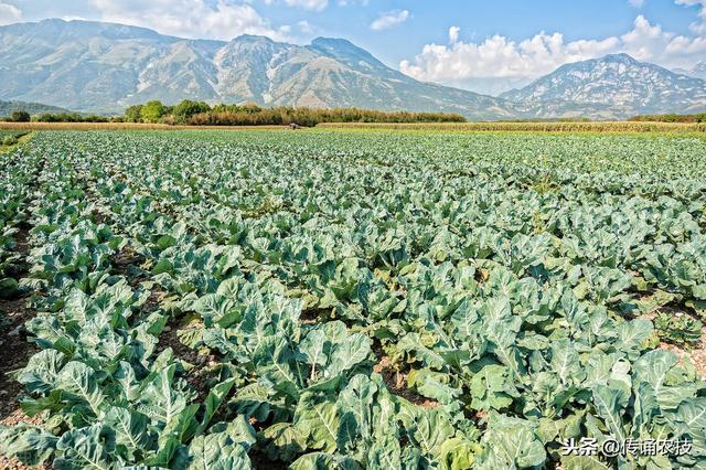 西兰花种植技术与方法(西兰花栽培技术)(7)