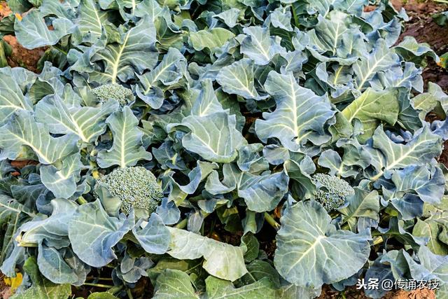 西兰花种植技术与方法(西兰花栽培技术)(2)