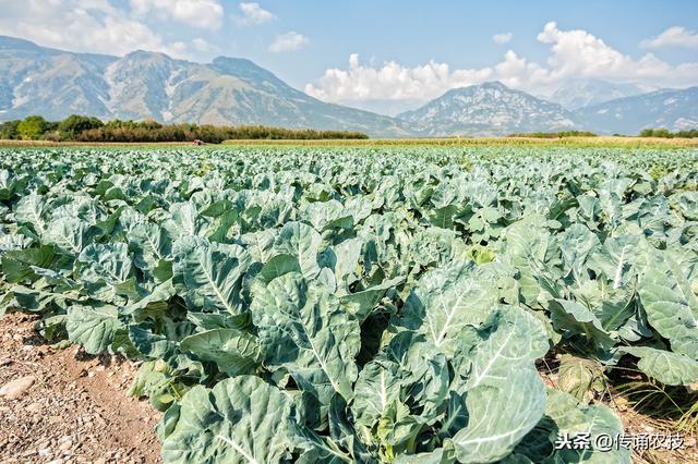 西兰花种植技术与方法(西兰花栽培技术)(12)
