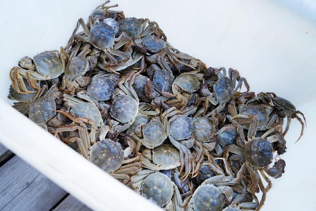 阳澄湖大闸蟹哪个地方的好吃(阳澄湖的大闸蟹一捞起来就能吃)(7)