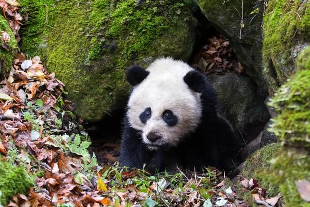 真实的大熊猫的故事（世界性的成功保护故事）(2)