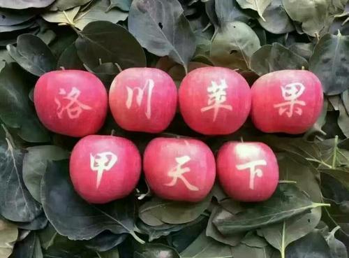 适合春天吃的水果有哪些呢（8种适合春天吃的水果都帮你找好了）(4)