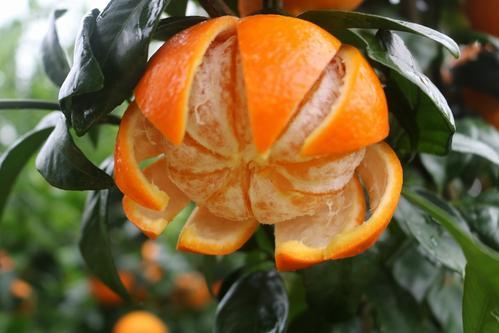 适合春天吃的水果有哪些呢（8种适合春天吃的水果都帮你找好了）(2)