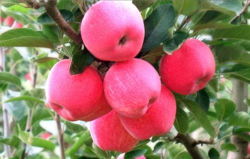 适合春天吃的水果有哪些呢（8种适合春天吃的水果都帮你找好了）(3)