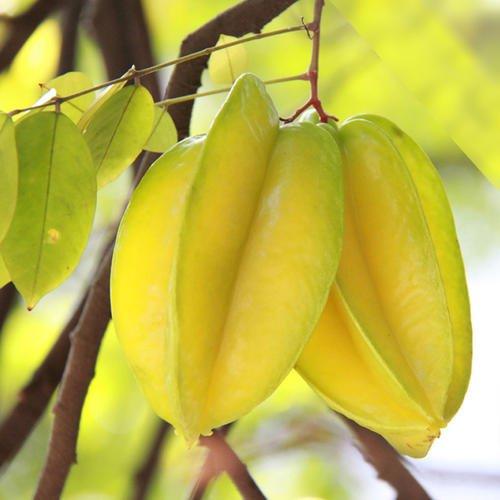 适合春天吃的水果有哪些呢（8种适合春天吃的水果都帮你找好了）(8)