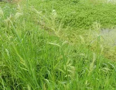 100种常见的杂草图谱（这14种杂草经常看到）(15)