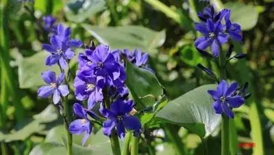 100种常见的杂草图谱（这14种杂草经常看到）(3)