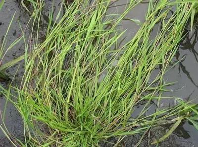 100种常见的杂草图谱（这14种杂草经常看到）(11)