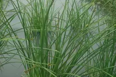 100种常见的杂草图谱（这14种杂草经常看到）(4)