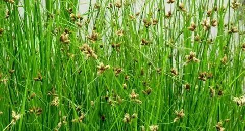 100种常见的杂草图谱（这14种杂草经常看到）(7)