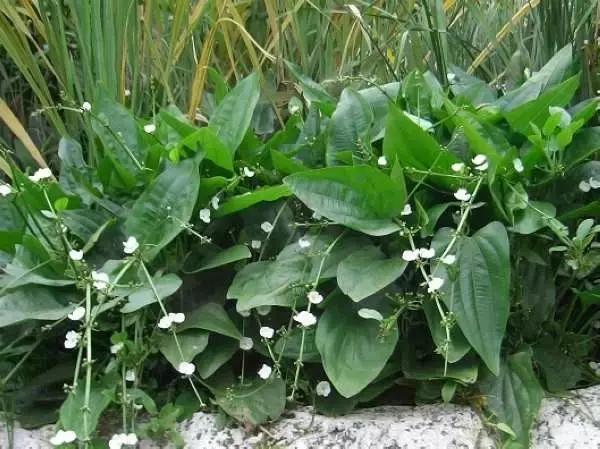 100种常见的杂草图谱（这14种杂草经常看到）(2)