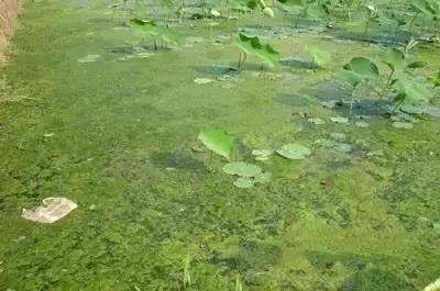 100种常见的杂草图谱（这14种杂草经常看到）(13)