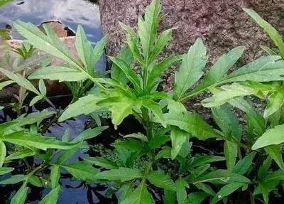 100种常见的杂草图谱（这14种杂草经常看到）(6)