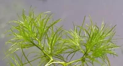 100种常见的杂草图谱（这14种杂草经常看到）(14)