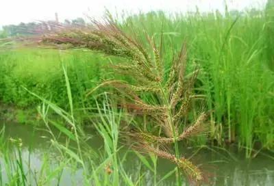 100种常见的杂草图谱（这14种杂草经常看到）(10)