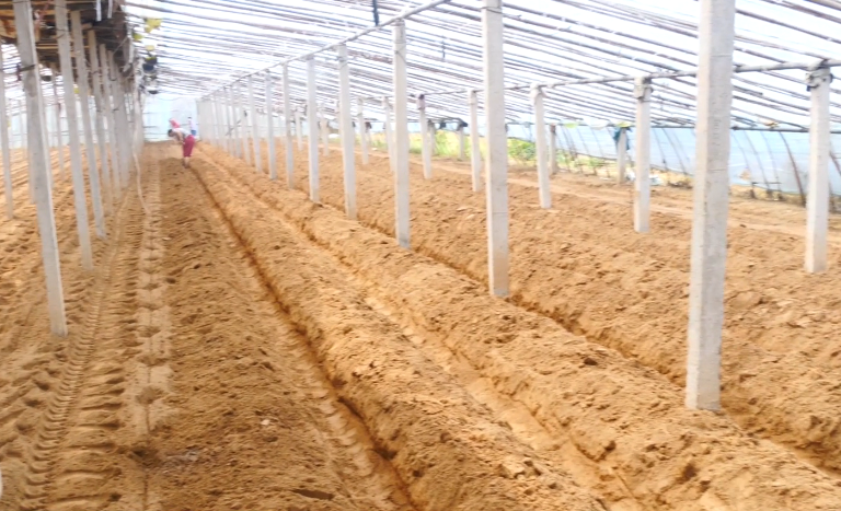 猪粪牛粪怎么处理成有机肥（猪粪怎么处理成有机肥）(图5)