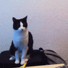 公猫与母猫怎么分辨（公猫和母猫怎么区分图解）(图5)