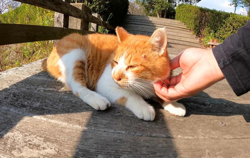 公猫与母猫怎么分辨（公猫和母猫怎么区分图解）(图2)