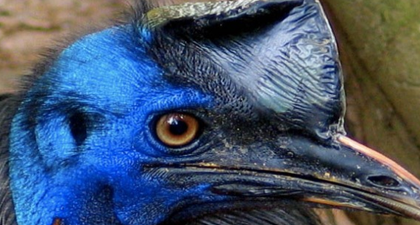 表面心爱的十大伤害动物,第三、五万万别容易招引