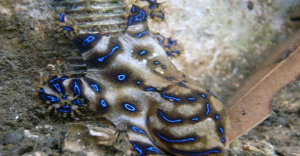 表面心爱的十大伤害动物,第三、五万万别容易招引