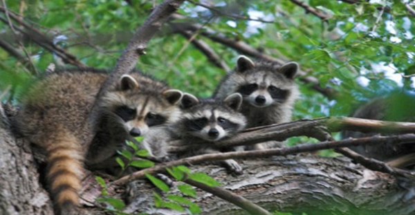 表面心爱的十大伤害动物,第三、五万万别容易招引