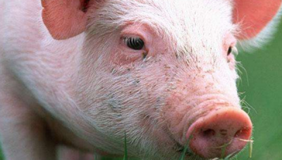 ​表面心爱的十大伤害动物,第三、五万万别容易招引