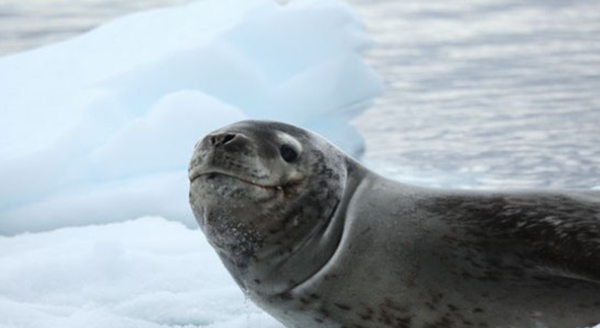 表面心爱的十大伤害动物,第三、五万万别容易招引