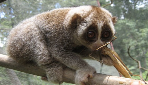 表面心爱的十大伤害动物,第三、五万万别容易招引