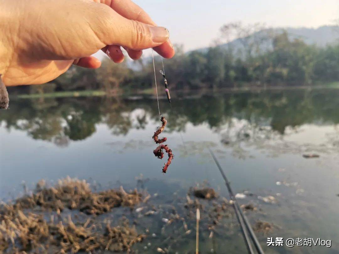 水面上有鱼为何不上钩（水面有鱼不开口怎么办）(图4)