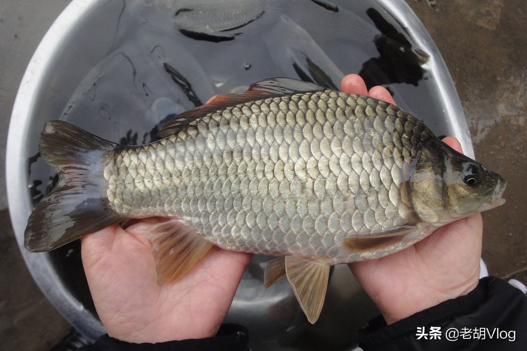 水面上有鱼为何不上钩（水面有鱼不开口怎么办）(图5)