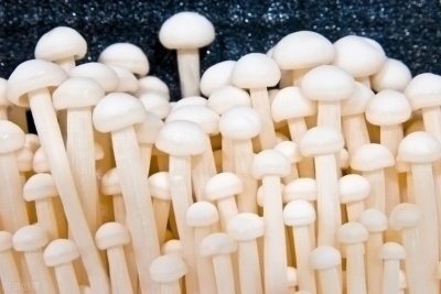 ​怎样让金针菇的根再次生长（金针菇的根怎么重新发芽生长）
