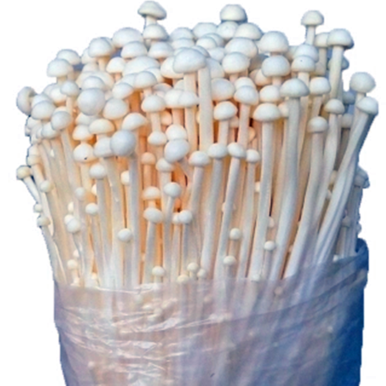 怎样让金针菇的根再次生长（金针菇的根怎么重新发芽生长）(图4)