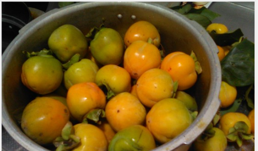 青柿子能吃,青柿子熟了有毒吗图4