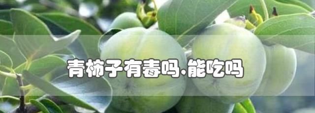 青柿子可以吃吗?怎么吃?