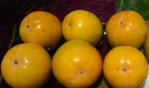 青柿子能吃,青柿子熟了有毒吗图7