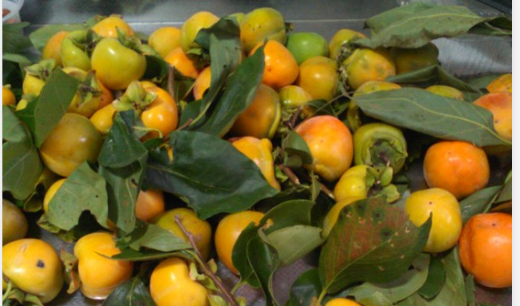 青柿子能吃,青柿子熟了有毒吗图2