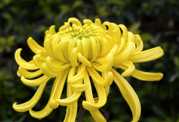 菊花有什么精神与品质,菊花的象征意义和精神品质作文图3