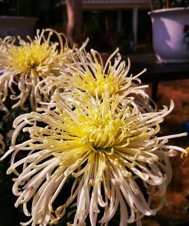 菊花有什么精神与品质的作文