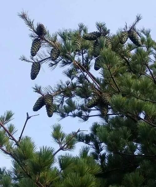 松树有多少种类图片