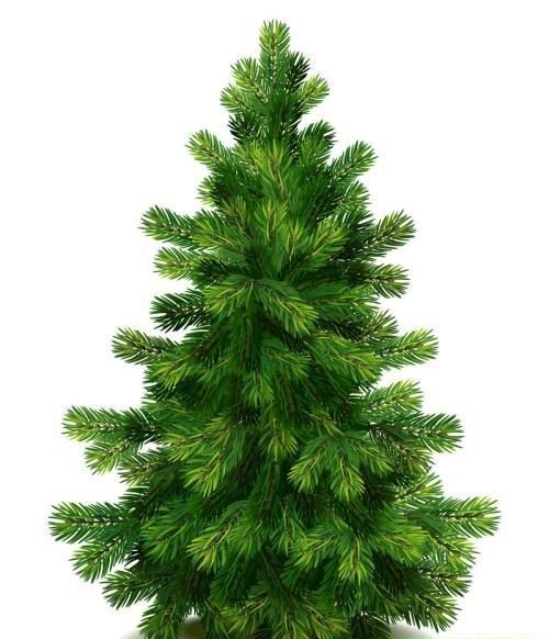 各种松树怎么区分图