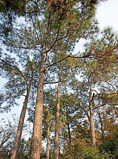 松树有哪些种类?