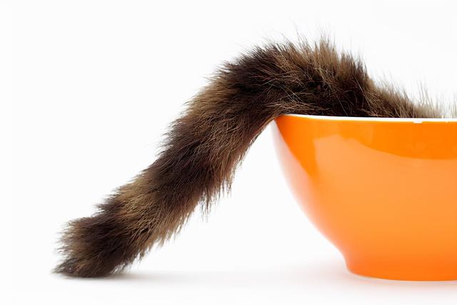 如何从猫咪的尾巴看出猫咪的心情（你知道猫咪小尾巴的秘密吗）(9)