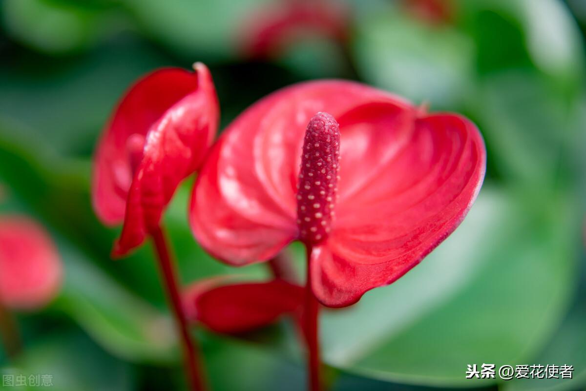 花烛叶子变黄是什么原因(花烛叶子黄了怎么回事)(图2) 花烛叶子变黄是什么原因(花烛叶子黄了怎么回事)(图2)