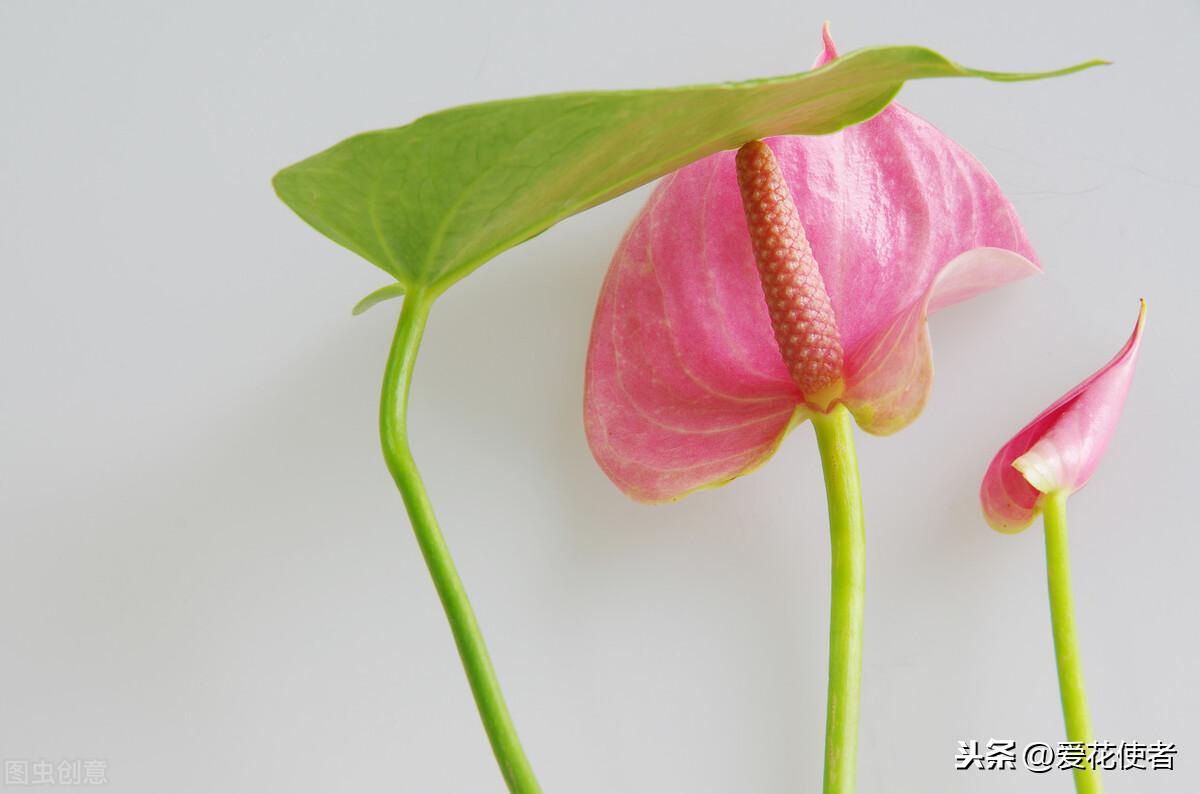 花烛叶子变黄是什么原因(花烛叶子黄了怎么回事)(图1) 花烛叶子变黄是什么原因(花烛叶子黄了怎么回事)(图1)