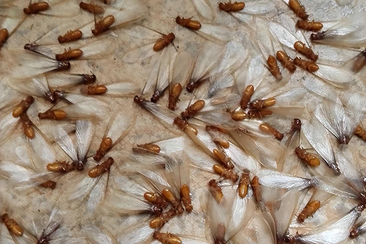 家中如何防治白蚁(家庭灭白蚁方法)(图2) 家中如何防治白蚁(家庭灭白蚁方法)(图2)