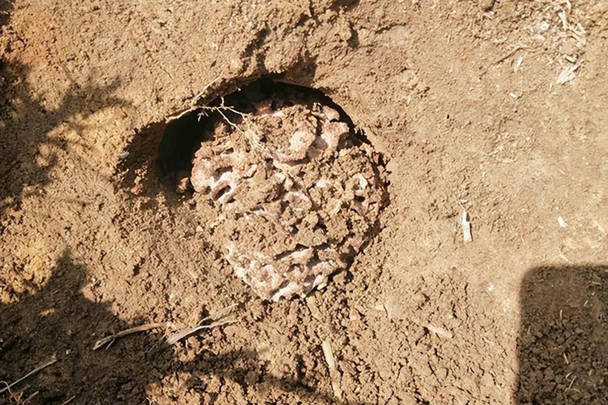 家中如何防治白蚁(家庭灭白蚁方法)(图3) 家中如何防治白蚁(家庭灭白蚁方法)(图3)