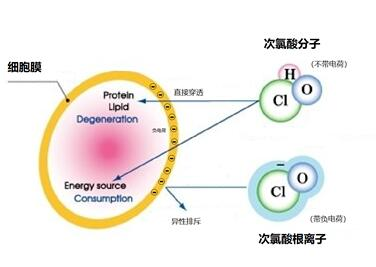 消毒水有哪些品种 _新冠常用消毒剂 消毒水有哪些品种 _新冠常用消毒剂