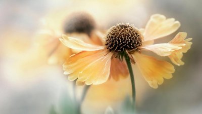 ​外交风云评价（外交风云评价怎么样）